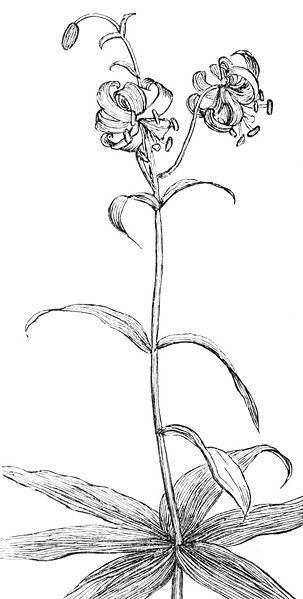 File:Lilium debile (Drawing).jpg