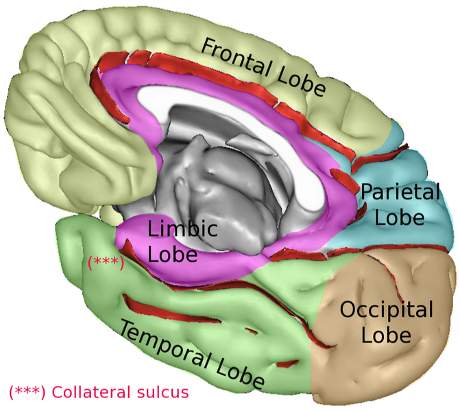 File:LobesCaptsMedial2.png