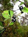 L. japonica fruit