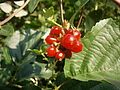 Lonicera periclymenum fruits