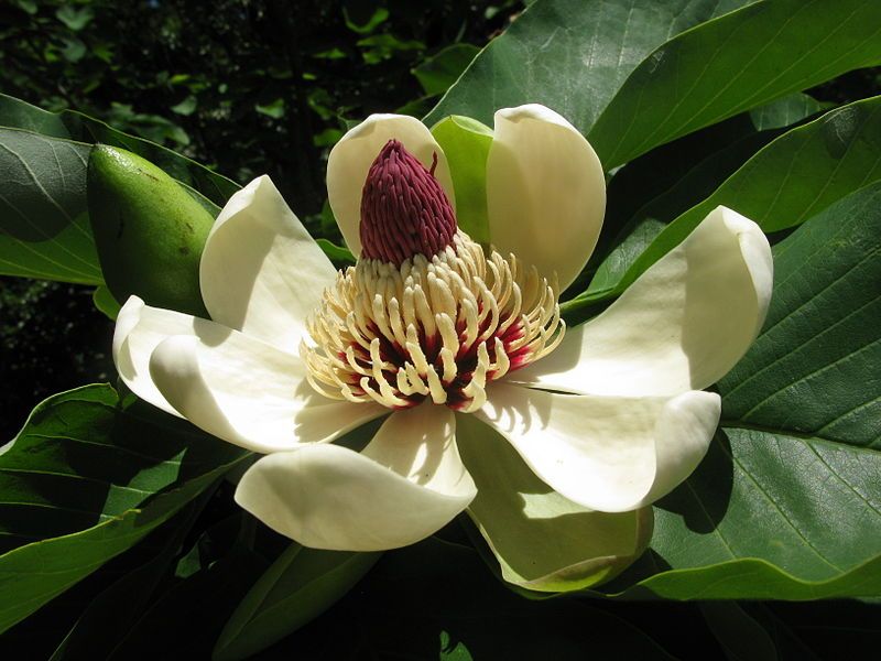 File:Magnolia obovata 10.JPG