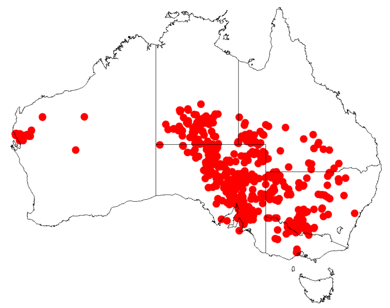 File:MaireanaaphyllaDistributionMap.png