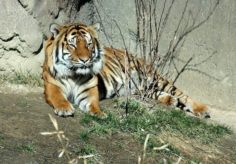 File:MalayanTiger PantheraTigrisJacksoni.jpg