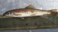 Modoc Sucker (catostomus microps): U.S. Fish & Wildlife Service. (n.d.). . https://www.fws.gov/species/modoc-sucker-catostomus-microps.