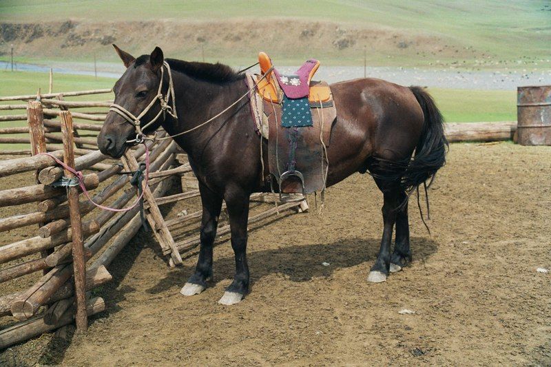 File:Mongolian-horse.jpg