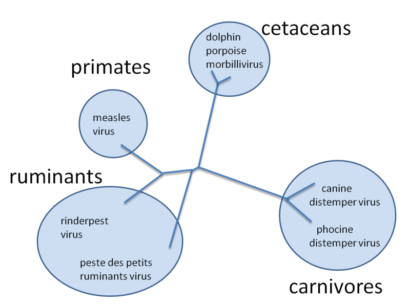 File:Morbillivirus phylogeny.png