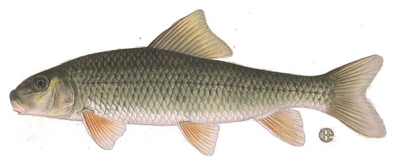 File:Moxostoma erythrurum.jpg