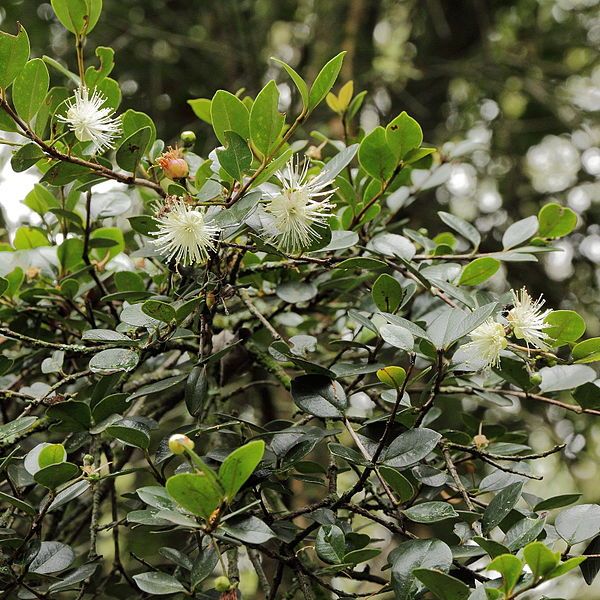 File:Myrcianthes hallii-IMG 8756.JPG