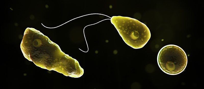 File:Naegleria fowleri 1040x454.jpg