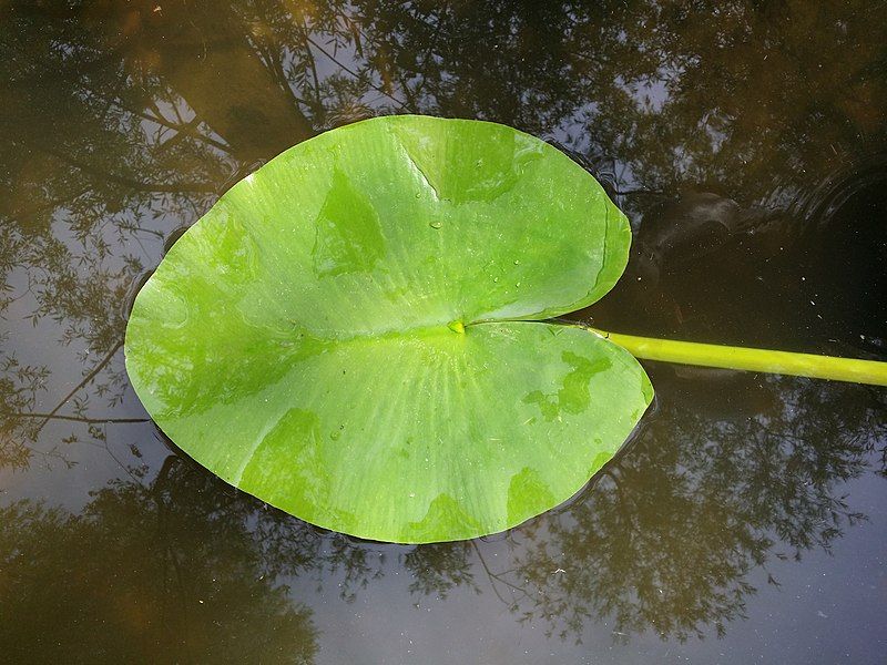 File:Nuphar lutea sl5.jpg