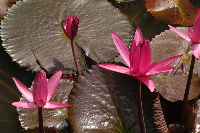 File:Nymphaea pubescens1.JPG