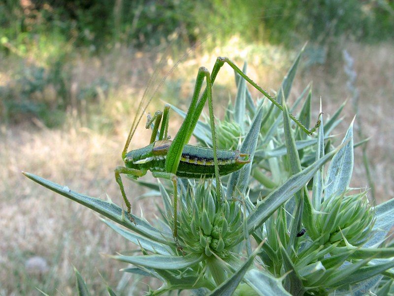 File:Odontura macphersoni 01.jpg