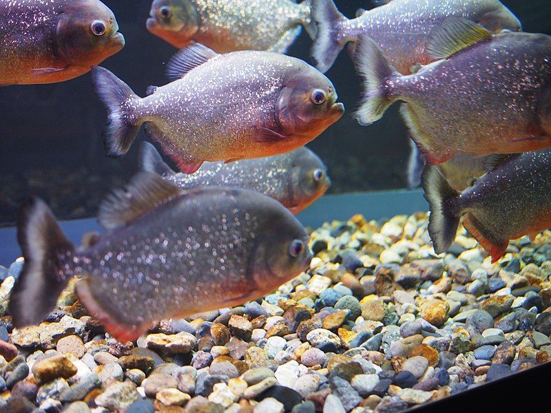 File:Oga Aquarium 10.jpg