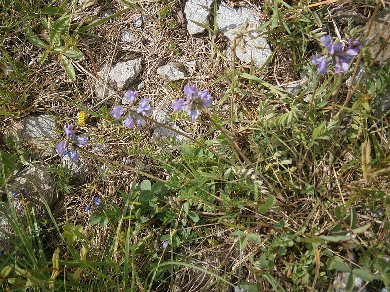 File:Oxytropis lapponica 001.JPG