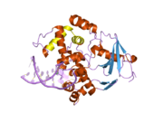 2noi: Structure of G42A human 8-oxoguanine glycosylase crosslinked to undamaged G-containing DNA