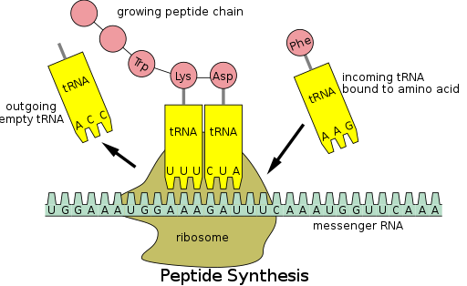 File:Peptide syn.svg