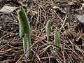 Densely pubescent Spring shoots emerging from the soil among remains of previous season's growth