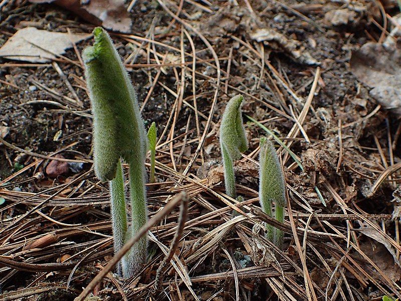 File:Phlomoides tuberosa kz02.jpg