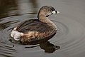 Pied-billed grebe