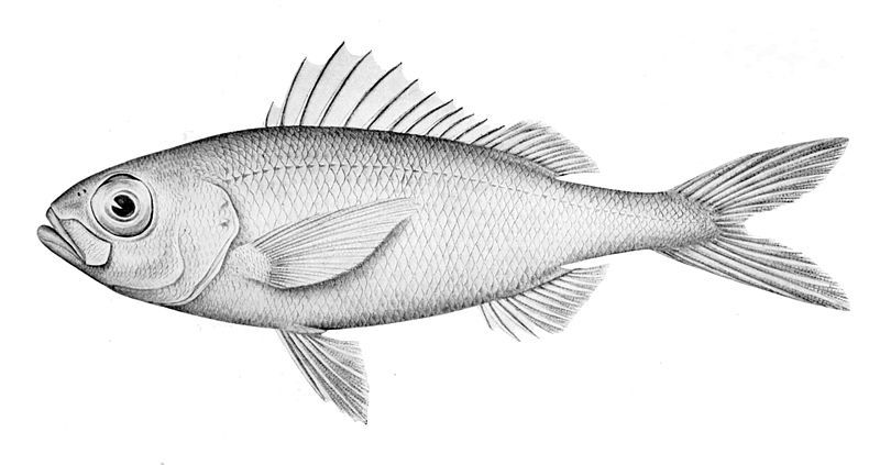 File:Plagiogeneion macrolepis.jpg