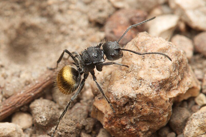 File:Polyrhachis schoopae.jpg