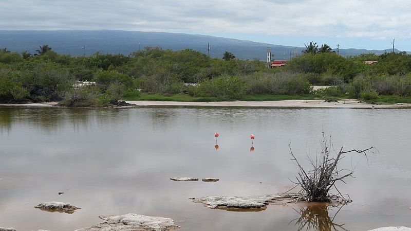 File:PtoVillamilPozaDeLosFlamingos.jpg