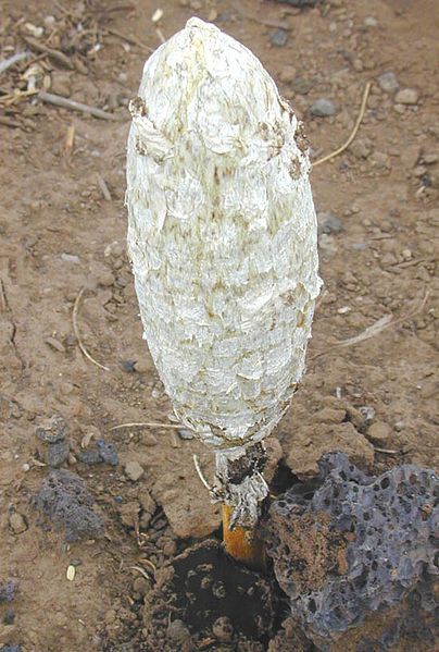 File:Puffball Hawaii.jpg