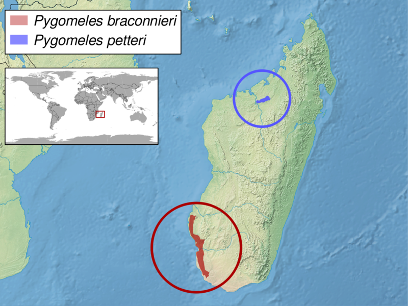 File:Pygomeles sp. distribution.png