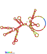 isrL Hfq binding RNA: Predicted secondary structure taken from the Rfam database. Family RF01395.