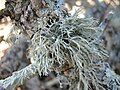 Ramalina farinacea