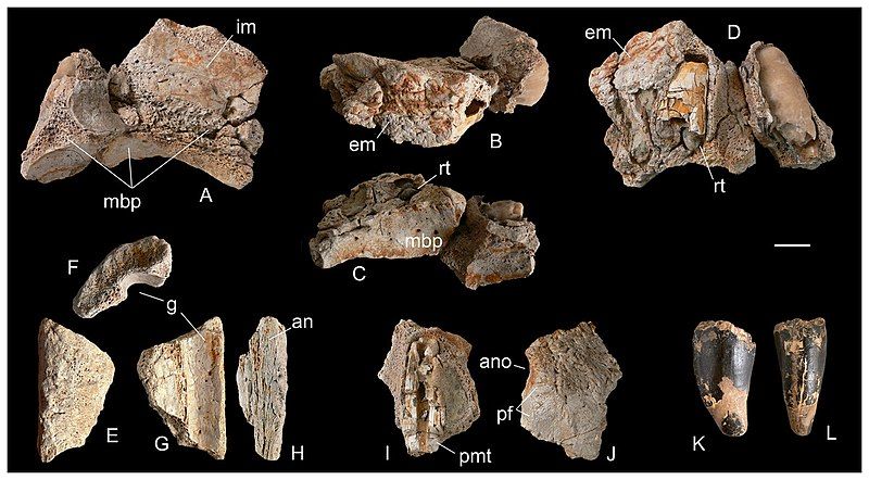 File:Razanandrongobe-fig5-MNHTfragments.jpg