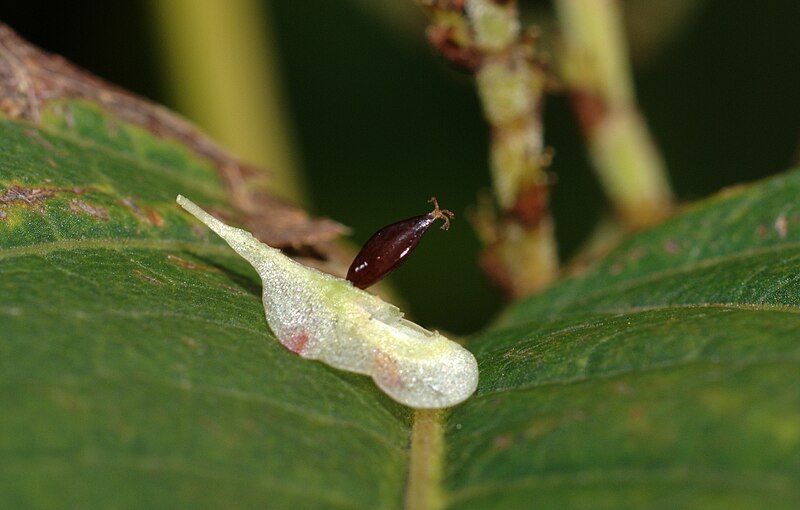 File:Reynoutria japonica seed.jpg