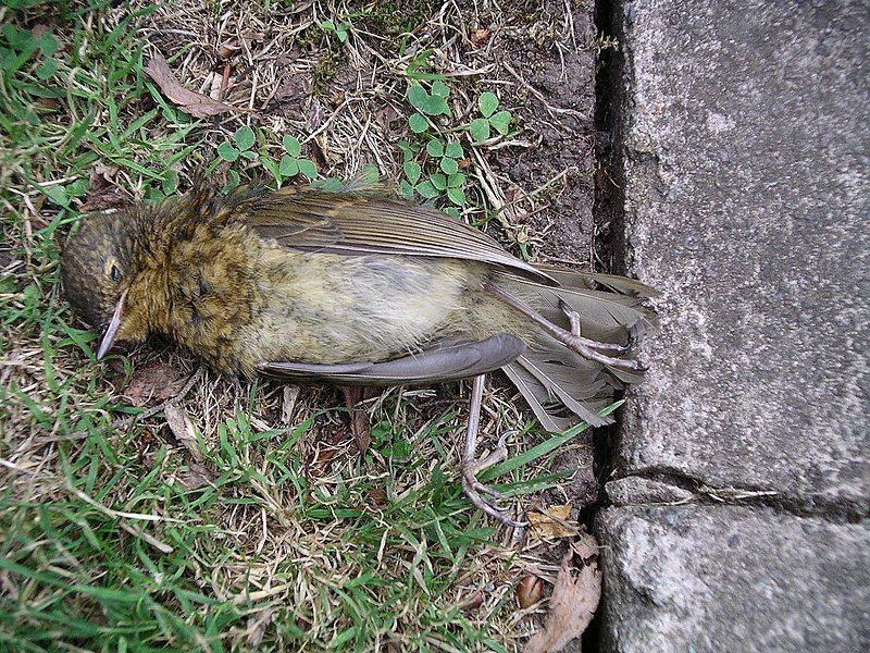 File:Robin roadkill 31l06.JPG