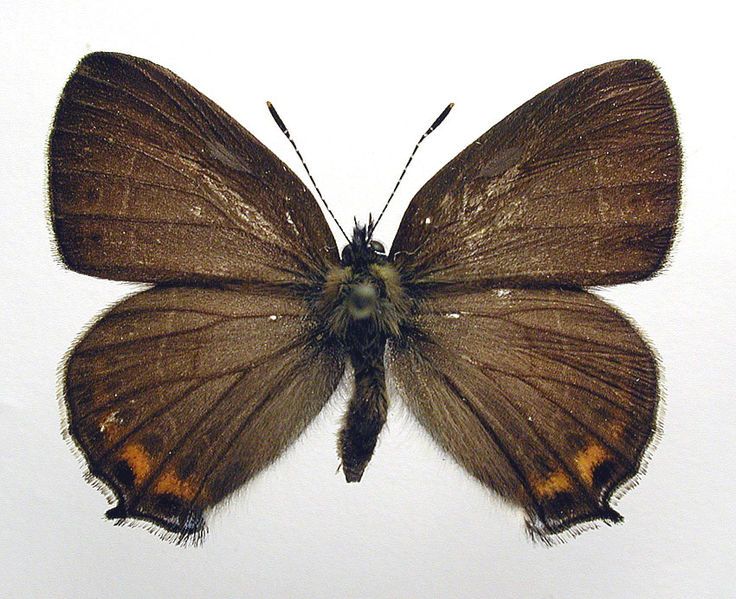 File:Satyrium pruni1.jpg