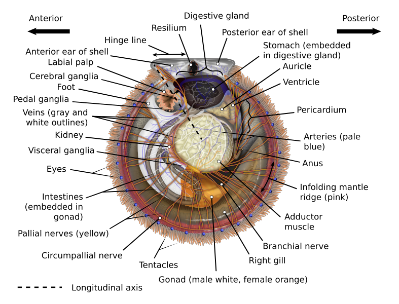 File:Scallop Diagram2.svg