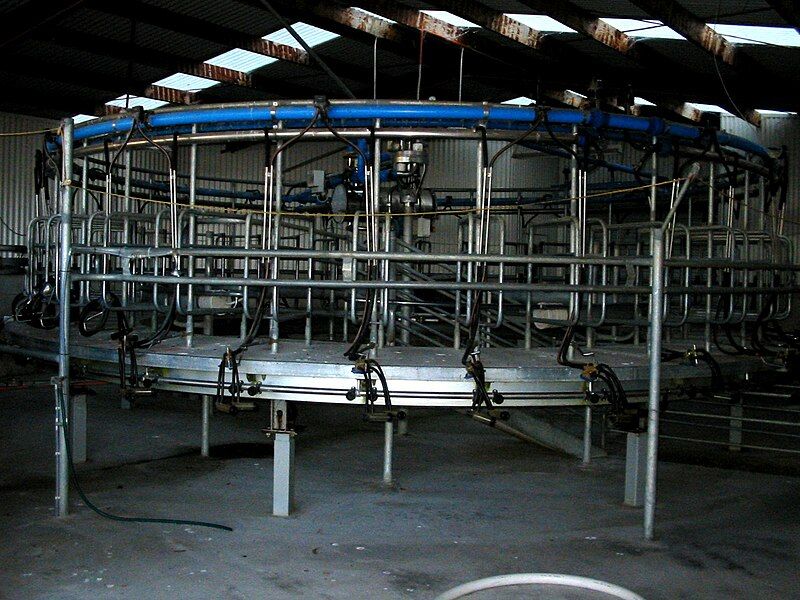 File:Sheep milker.JPG