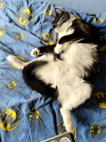 File:Sleeping tuxedo cat.jpg