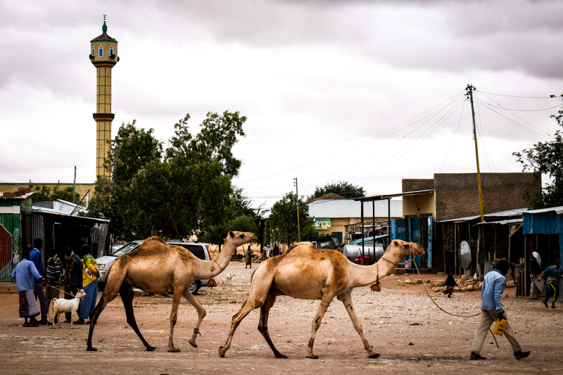 File:Somali Camels.png