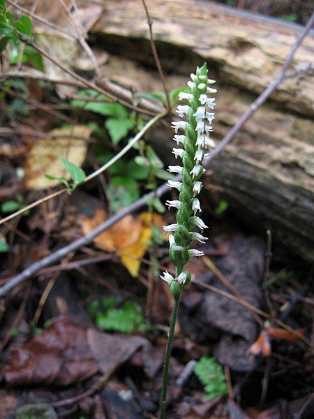 File:Spiranthes ovalis.jpg