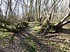 Spuckles Wood