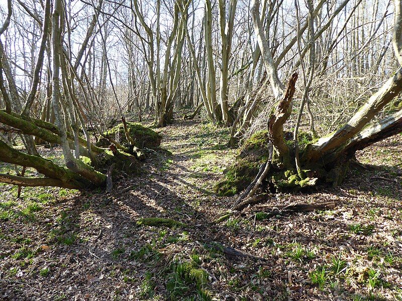 File:Spuckles Wood 2.jpg