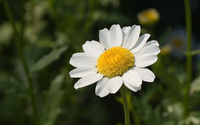 File:Swamp chrysanthemum WUXGA.jpg