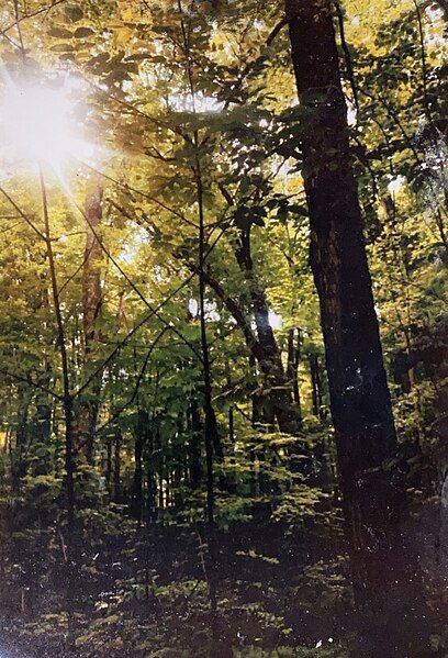 File:The "Sacred Grove".jpg