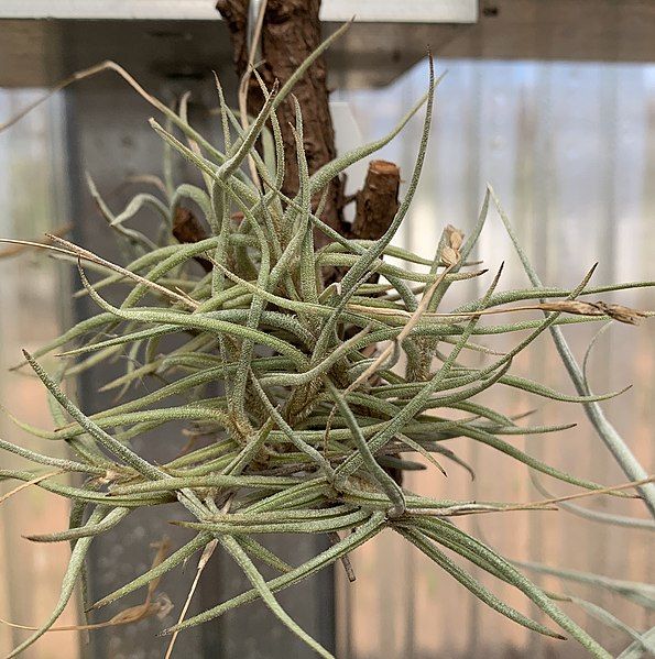 File:Tillandsia bandensis 19853.JPG