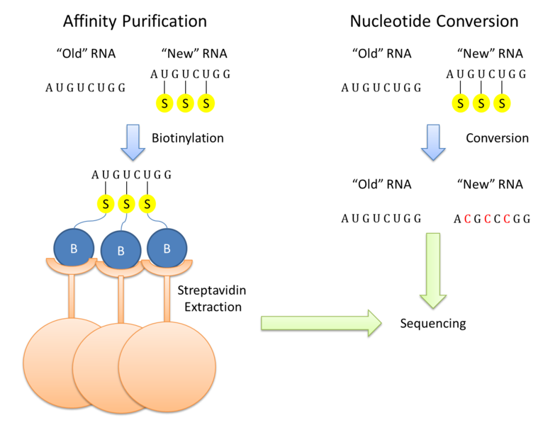 File:TimeResolvedRNASeqFig3.tif