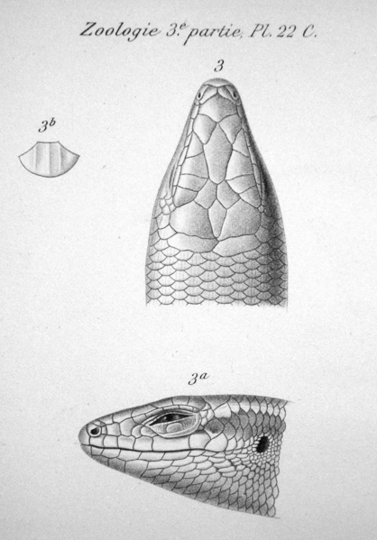 File:Trachylepis maculata head.png