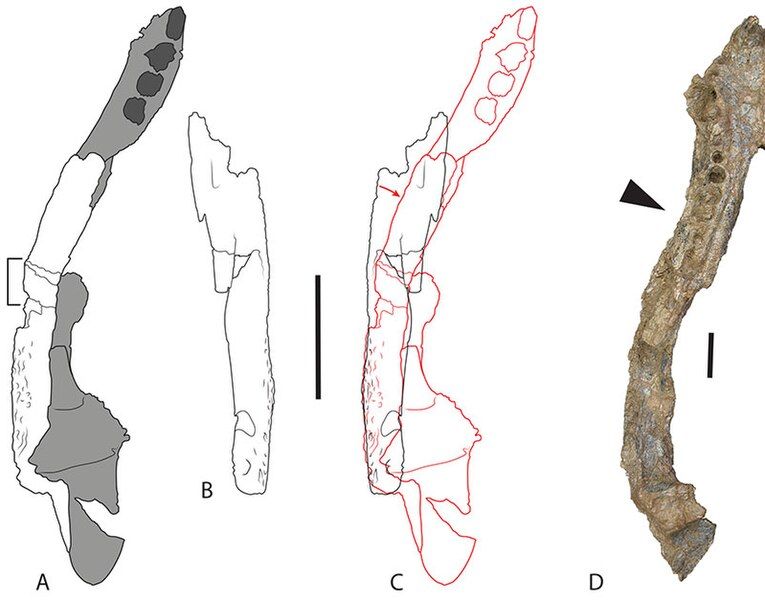 File:Ultrastenos mandible.jpg