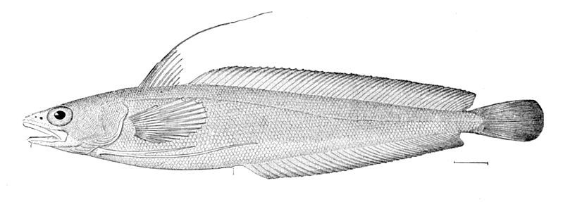 File:Urophycis chuss.jpg