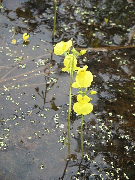 File:Utricularia aureaRHu3.JPG