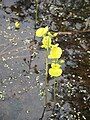 Close-up of the flowers